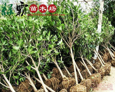 【基地大量供應精品桂花樹苗丹桂金桂規格齊全枝繁葉茂葉面光亮】沭陽縣新河鎮新槐居委會綠霸苗木場 - 產品庫