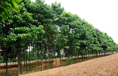 2019年全國這些苗木供不應(yīng)求