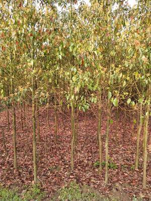 昊天園林米徑12公分香樟苗木供應(yīng)價格