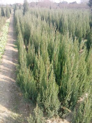 河南檜柏,河南檜柏價格_農(nóng)副產(chǎn)品_世界工廠網(wǎng)