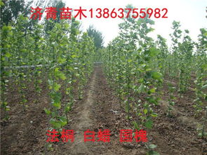 高度1米2米3米法桐小苗的價格