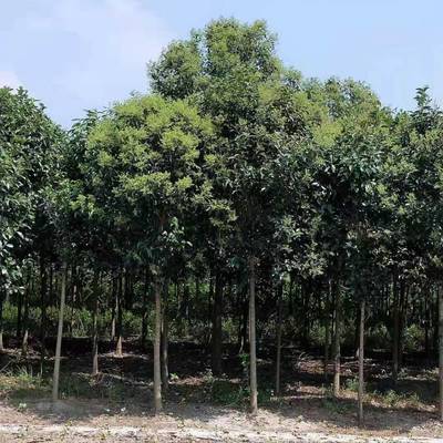 【高桿女貞行道樹(shù)_綠化工程高桿女貞行道樹(shù)苗圖片】高桿女貞行道樹(shù)_綠化工程高桿女貞行道樹(shù)苗 - 東臺(tái)市新街鎮(zhèn)勤茂園林苗木園