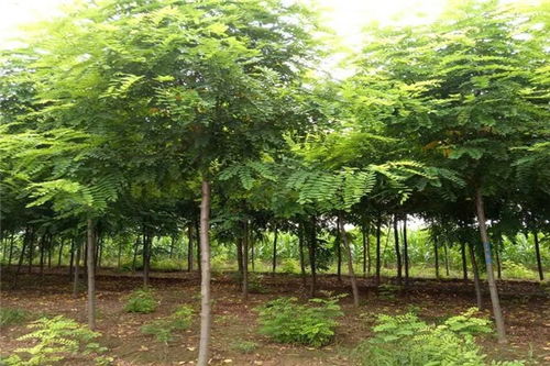 香花槐多少錢(qián)價(jià)格 扶溝