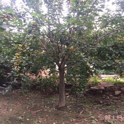 【誠(chéng)信經(jīng)營(yíng)海棠苗廠家西府海棠的用途】泰安高新區(qū)旺運(yùn)苗木中心 - 產(chǎn)品庫(kù)