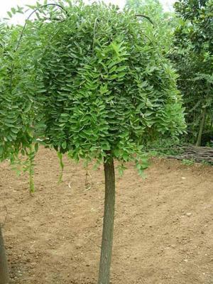 10公分國槐價格、12公分國槐報價、12公分國槐_農副產品_世界工廠網