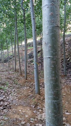 速生楊苗木 特點、栽培與管理