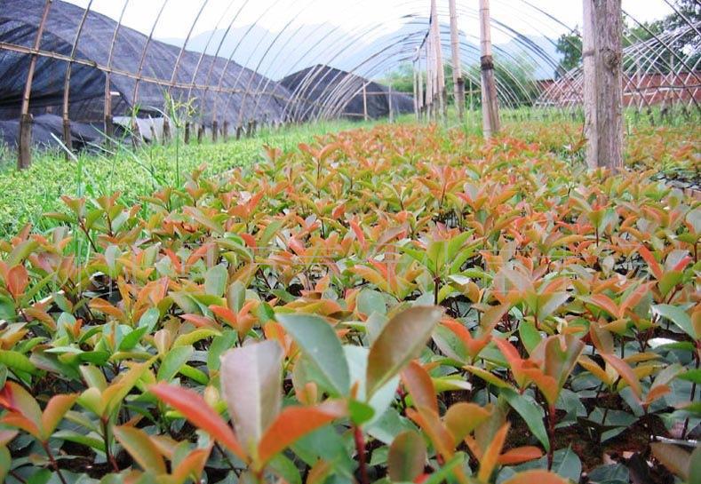 紅葉石楠穴盤苗與網袋苗 價格、廠家與種植指南