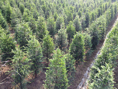 紅豆杉苗木介紹 東安縣恒信苗木種植農民專業合作社