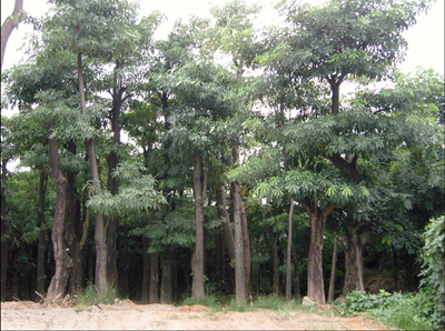 盆架子苗木批發(fā)指南 選購(gòu)、養(yǎng)護(hù)與市場(chǎng)前景