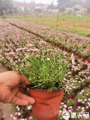 園林綠化優(yōu)選 瑪格麗特工程苗基地直銷(xiāo)，高品質(zhì)苗木待售