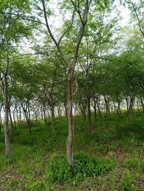 追求客戶(hù)滿意，打造苗木精品——祝賀肥西永和苗木入駐苗木通