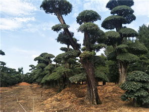 科研成果推動(dòng)精品苗木產(chǎn)業(yè)發(fā)展