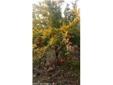 絳縣森之泉苗木種植專(zhuān)業(yè)合作社 優(yōu)質(zhì)苗木，綠色生態(tài)的守護(hù)者