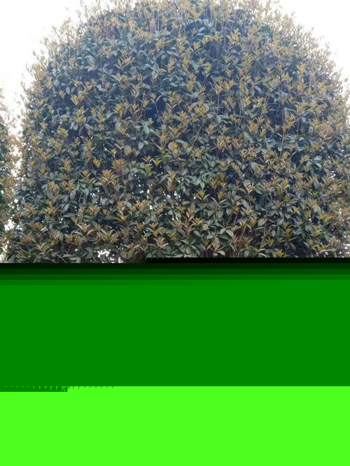 八月桂高分支產(chǎn)地直銷(xiāo) 工程綠化苗木的優(yōu)質(zhì)選擇