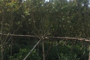 北京紫薇工程苗批發(fā)與銷(xiāo)售價(jià)格分析