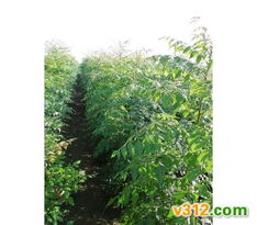 綠化苗木的選擇與養(yǎng)護要點