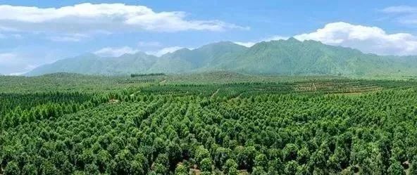 苗木產業(yè)的未來發(fā)展，必須點亮這四盞燈！