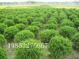 黃楊、地柏、龍柏球與海桐球種子苗木 常見苗木的培育與用途