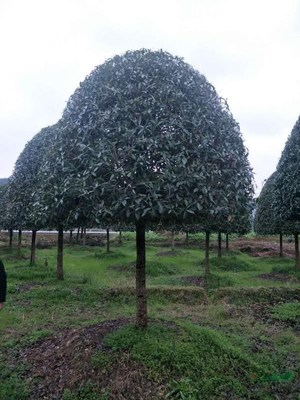廣西常清桂花銀杏苗木基地 培育自然之美，打造綠色寶庫