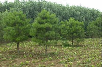 苗木行業(yè)或將迎來“黃金十年”發(fā)展機遇