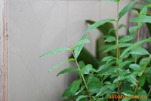 供應聯(lián)手優(yōu)質石榴苗木 平邑縣聯(lián)手金銀花苗木種植專業(yè)合作社的指導與選擇