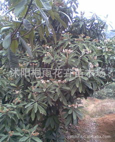 低價供應枇杷種子，價格優(yōu)惠，量大從優(yōu)