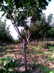 廣德鳳凰山櫻花基地 打造優(yōu)質苗木產品，構筑多彩生態(tài)景觀