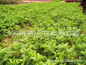 丹桂小苗采購指南 株高7-20公分優(yōu)質苗木基地推薦