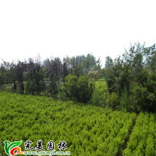 沭陽縣完美園林綠化苗木場 專業(yè)喬灌木供應(yīng)，打造綠色生態(tài)之美